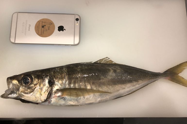 35センチのアジ